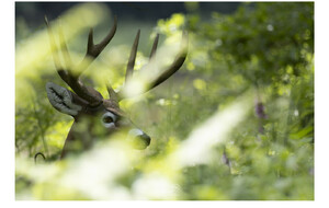 photo prise par Arnaud DIDIER